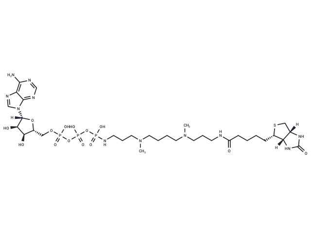 ATP-polyamine-biotin