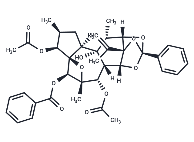 Trigothysoid L