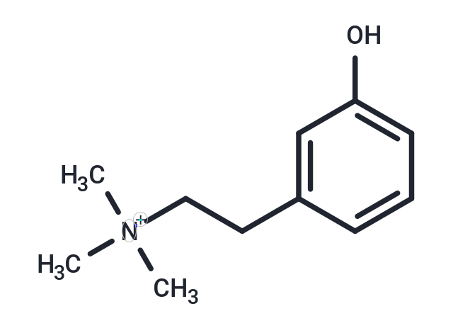 Leptodactyline