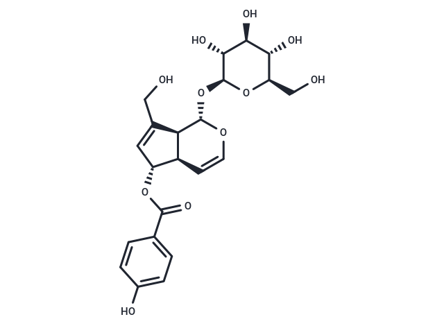 6-O-p-Hydroxybenzoylaucubin