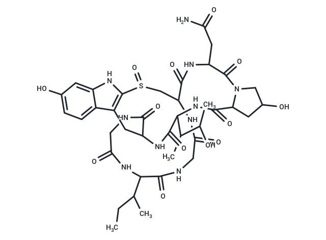 γ-Amanitin