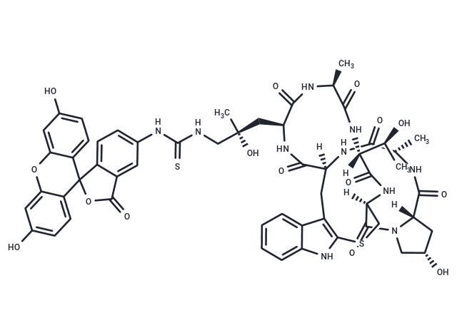 Phalloidin-FITC