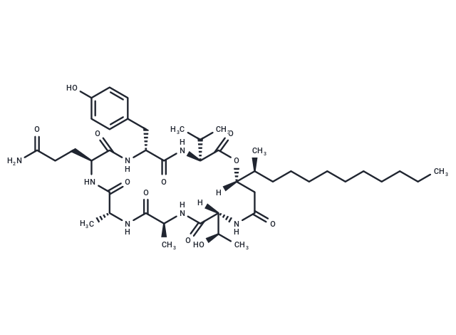 Acuminatum C