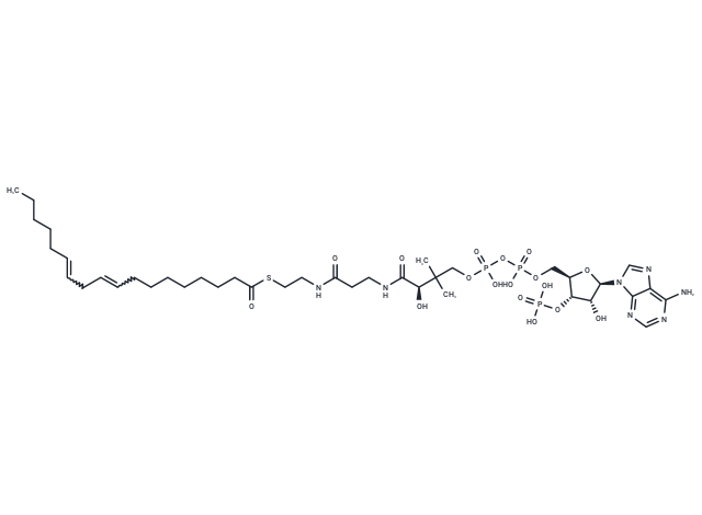 Linoleoyl-coenzyme A