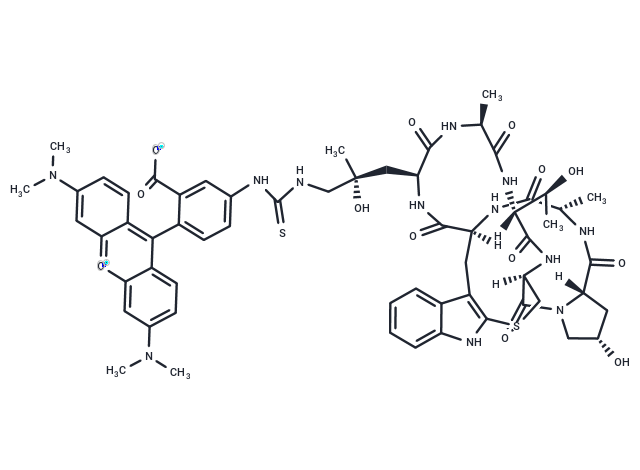 Phalloidin-TRITC