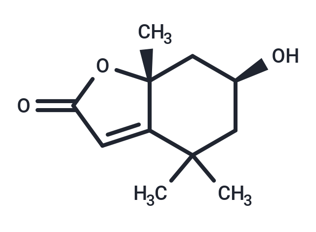 Loliolid