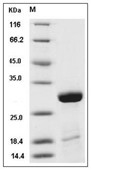 Influenza A H1N1 (A/Puerto Rico/8/34/Mount Sinai) Matrix protein 1/M1 Protein (His)