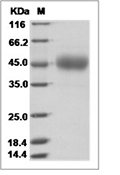 Siglec-3/CD33 Protein, Human, Recombinant