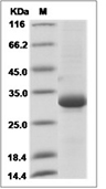 BTN3A1 Protein, Human, Recombinant (His)