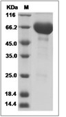 CD48 Protein, Human, Recombinant (hFc)