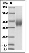 PD-L2 Protein, Human, Recombinant (His), Biotinylated
