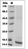 TGF beta 1 Protein, Rat/Mouse, Recombinant