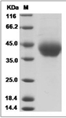 B7-H3 Protein, Mouse, Recombinant (His)