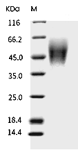 ICOS ligand Protein, Human, Recombinant (His)