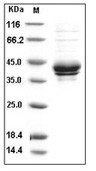 I-309 Protein, Human, Recombinant (hFc)