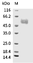 B7-H4 Protein, Mouse, Recombinant (His)