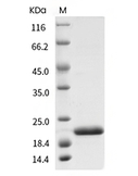 IL-1RA Protein, Human, Recombinant