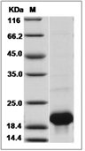 IL-36 gamma Protein, Mouse, Recombinant (His)