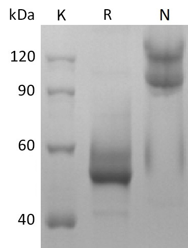 BAFF/TNFSF13B Protein, Mouse, Recombinant (mFc)