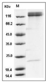 Integrin alpha 5 beta 1 Protein, Human, Recombinant (Flag & His)