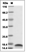 IL-10 Protein, Mouse, Recombinant