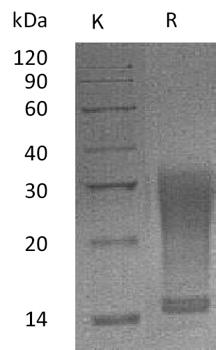 IL-13 Protein, Mouse, Recombinant (aa 26-131, His)