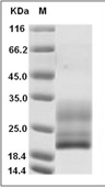 CD3D & CD3E Heterodimer Protein, Human, Recombinant (Flag & His), Biotinylated