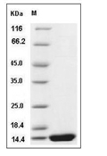 IL-2 Protein, Rat, Recombinant