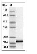 Interferon alpha 4/IFNA4 Protein, Human, Recombinant (His)