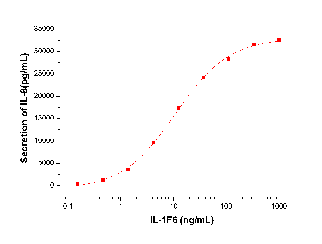 IL-36 alpha/IL-1F6 Protein, Human, Recombinant (aa 6-158)