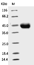 TNFR2/CD120b/TNFR1B Protein, Human, Recombinant (His)
