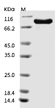 DLL1 Protein, Human, Recombinant (hFc)