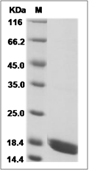 IL-17A & IL-17F Heterodimer Protein, Human, Recombinant