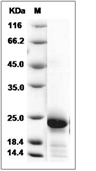 IL-6 Protein, Rat, Recombinant