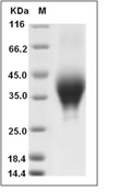 PD-1 Protein, Cynomolgus, Recombinant (His)