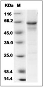 IRE1 Protein, Human, Recombinant (aa 465-977)