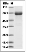 IL-23 Protein, Human, Recombinant (His), Biotinylated