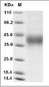 CD16a Protein, Cynomolgus, Recombinant (His), Biotinylated