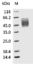 CD86 Protein, Human, Recombinant (His)