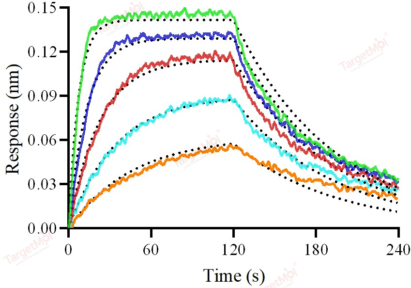 IL-13RA1 Protein, Human, Recombinant (His)