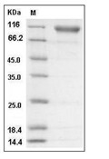 SEMA4D Protein, Human, Recombinant (His)