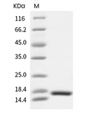 TNF alpha Protein, Human, Recombinant