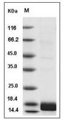 ALK-2/ACVR1 Protein, Human, Recombinant (His)
