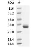 IgG1 Fc Protein, Human, Recombinant (C103S)