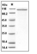 ANGPT2/Angiopoietin-2 Protein, Human, Recombinant (hFc)