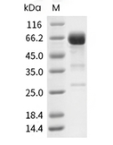 PD-1 Protein, Human, Recombinant (mFc)