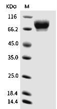 SIRP alpha Protein, Human, Recombinant (hFc)