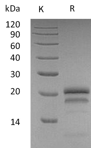 VEGF165 Protein, Human, Recombinant