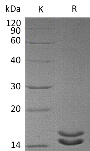 IL-2 Superkine Protein, Human, Recombinant (L100F, R101D, L105V, I106V, I112F)