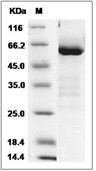 CD73 Protein, Rat, Recombinant (His)